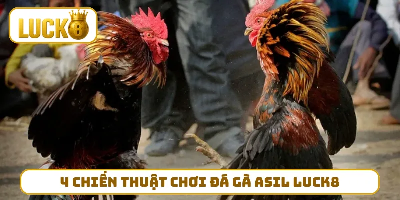 4 chiến thuật chơi đá gà Asil LUCK8 nhanh thắng