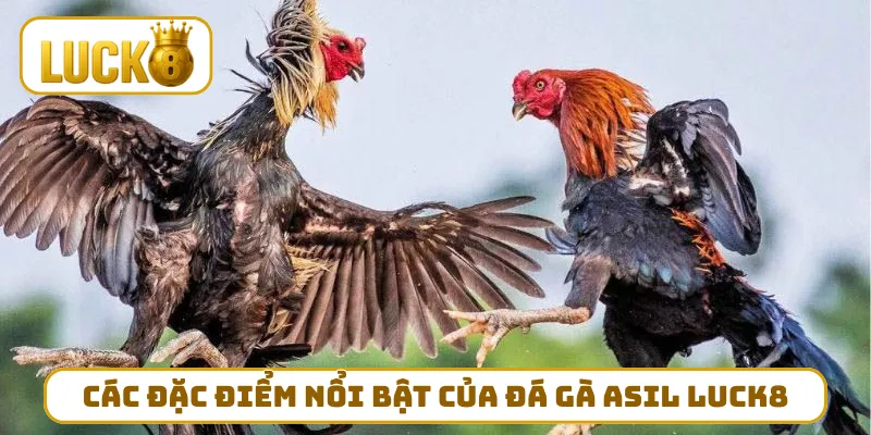 Các đặc điểm nổi bật của đá gà Asil LUCK8