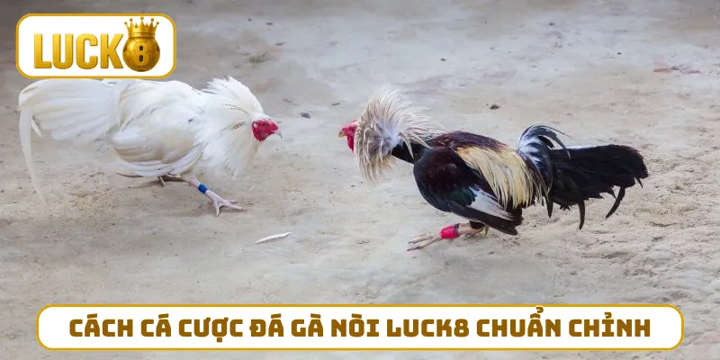 Cách cá cược đá gà nòi LUCK8 chuẩn chỉnh