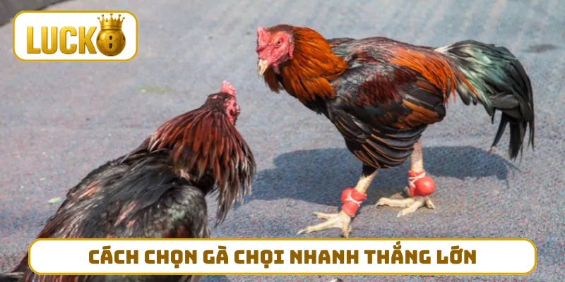 Cách chọn gà chọi nhanh thắng lớn