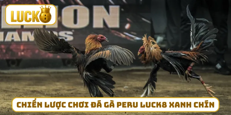 Chiến lược chơi đá gà peru LUCK8 xanh chín