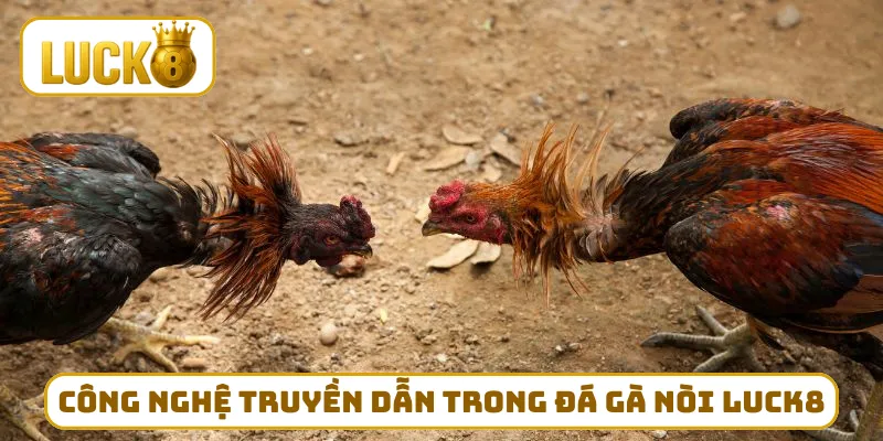 Công nghệ truyền dẫn trong đá gà nòi LUCK8