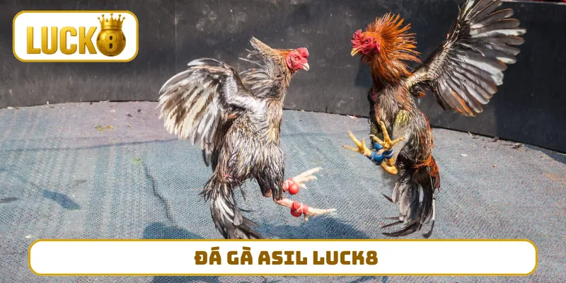 Đá Gà Asil LUCK8