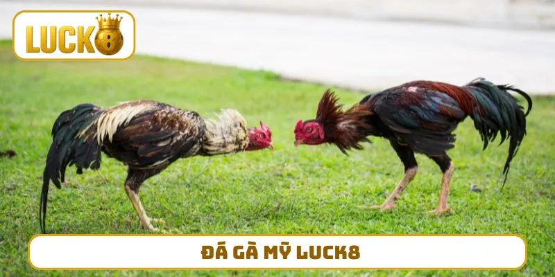 Đá Gà Mỹ LUCK8