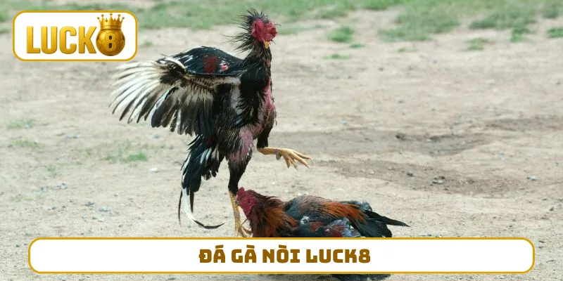 Đá Gà Nòi LUCK8