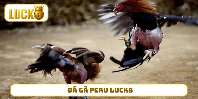 Đá Gà Peru LUCK8