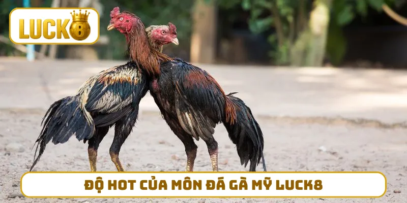 Độ HOT của môn đá gà Mỹ LUCK8