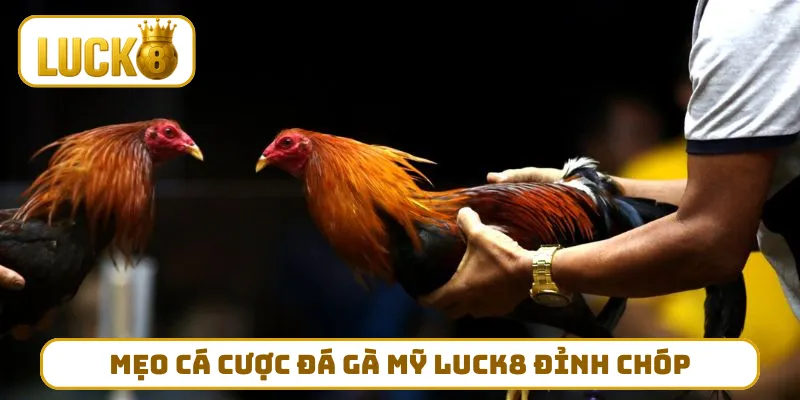 Mẹo cá cược đá gà Mỹ LUCK8 đỉnh chóp