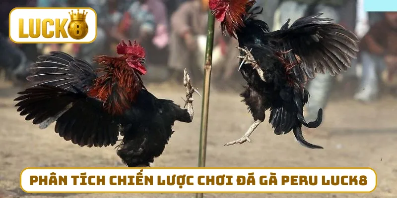 Phân tích chiến lược khi chơi đá gà peru LUCK8