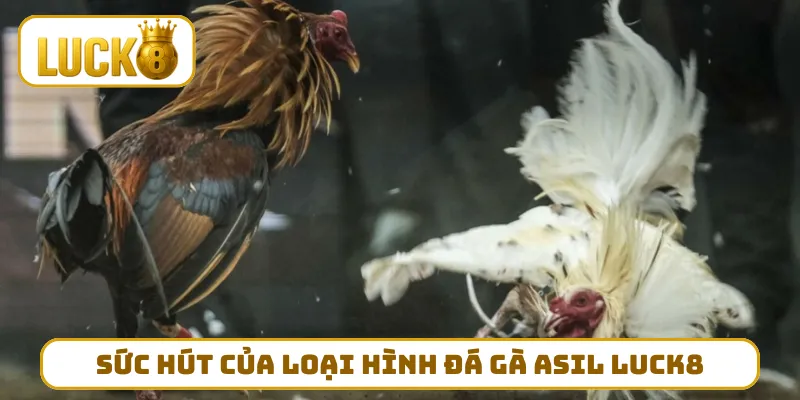 Sức hút của loại hình đá gà Asil LUCK8