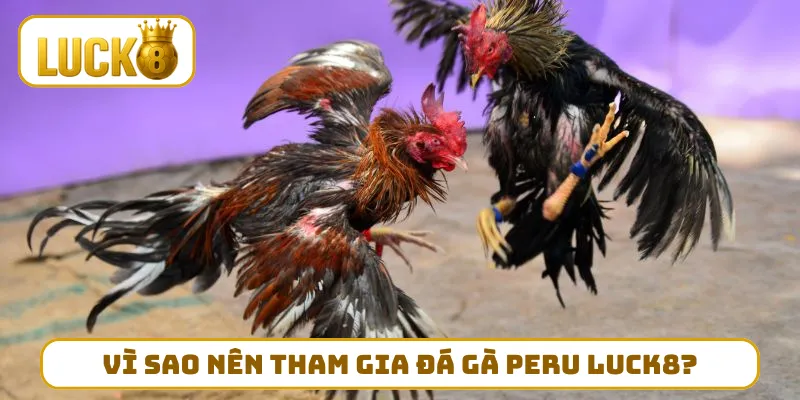 Vì sao nên tham gia đá gà peru LUCK8?